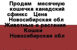 Продам 6 месячную кошечка канадский сфинкс › Цена ­ 2 000 - Новосибирская обл. Животные и растения » Кошки   . Новосибирская обл.